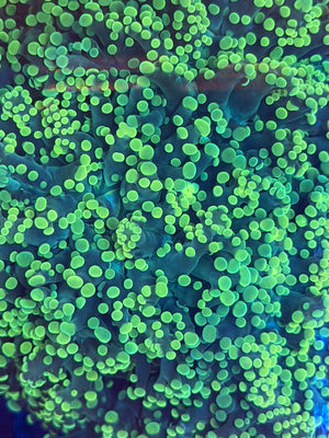 Neon Green Octospawn