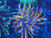 Grade A Blue Tip Gold Torch
