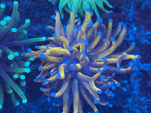 Grade A Blue Tip Gold Torch