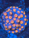 Cyphastrea RAH