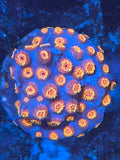 Cyphastrea RAH