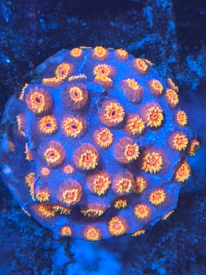 Cyphastrea RAH