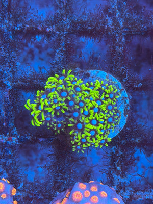 Green Star Polyp (GSP)