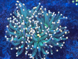 Peach Tip Green Torch