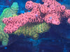 Pink Acropora Millepora
