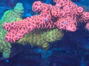 Pink Acropora Millepora