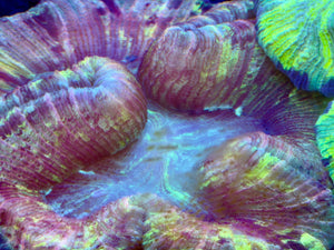 Red Welsophyllia