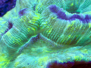 Green Welsophyllia