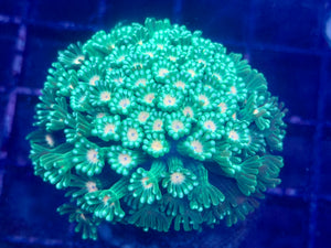 Pink Center Green Alveopora