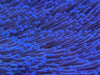 Colored Polyp Toadstool Leather