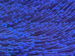 Colored Polyp Toadstool Leather