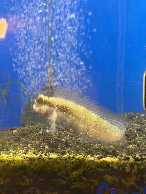 Algae/Sailfin Blenny