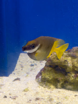 Bicolor Foxface Rabbitfish