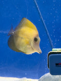 Scopas Tang