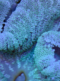 Green Carpet Anemone