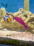 Magenta Dottyback (aka Purple Dottyback)
