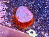Flame Scallop