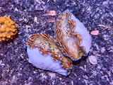 Derasa Clam