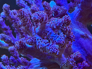 Purple Kenya Tree