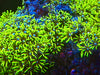 Green Star Polyp (GSP)