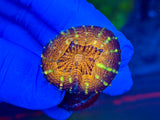 Red Rim Purple Lobophyllia