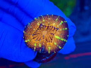 Red Rim Purple Lobophyllia