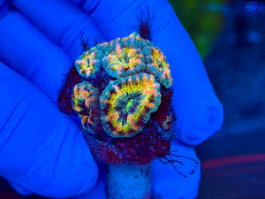 Blue and Yellow Acanthestrea Lordhowensis