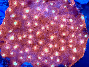 Golden Eye Chalice Colony