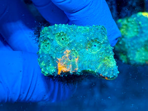 Green Acan Echinata