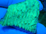 Neon Green Pavona Varians