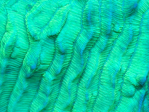 Neon Green Pavona Varians
