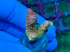 Christmas Acropora