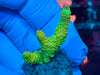 Green Acropora Millepora