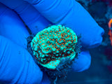 Red Polyp Green Encrusting Montipora