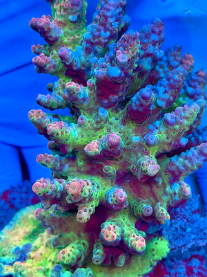 Christmas Acropora