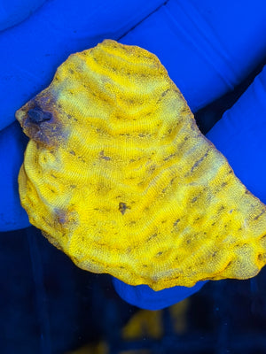 24k Gold Leptoseris