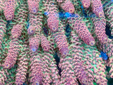 Red Planet Acropora Hyacinthus