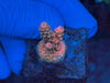 RR Lady in Pink Acropora