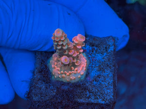 RR Lady in Pink Acropora