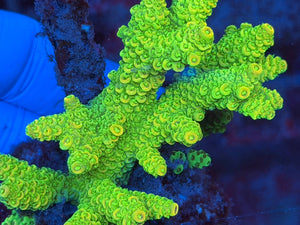 Green Acropora Millepora