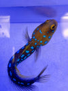 Blue Dot Jawfish