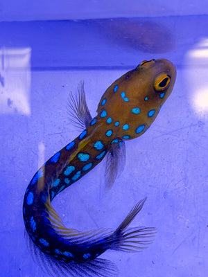 Blue Dot Jawfish