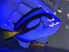 Blue Hippo Tang