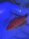 Carpenter’s Flasher Wrasse