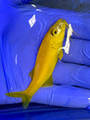 Yellow Goatfish