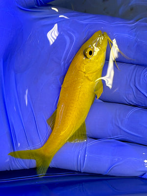 Yellow Goatfish