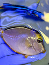 Naso Tang