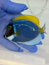 Powder Blue Tang