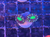 Neon Green Candy Cane Coral