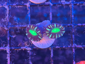 Neon Green Candy Cane Coral